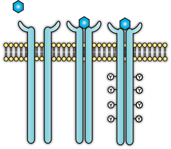 RTK receptor dimerization and autophosphorylation upon extracellular stimulus. © Edita Aksamitiene